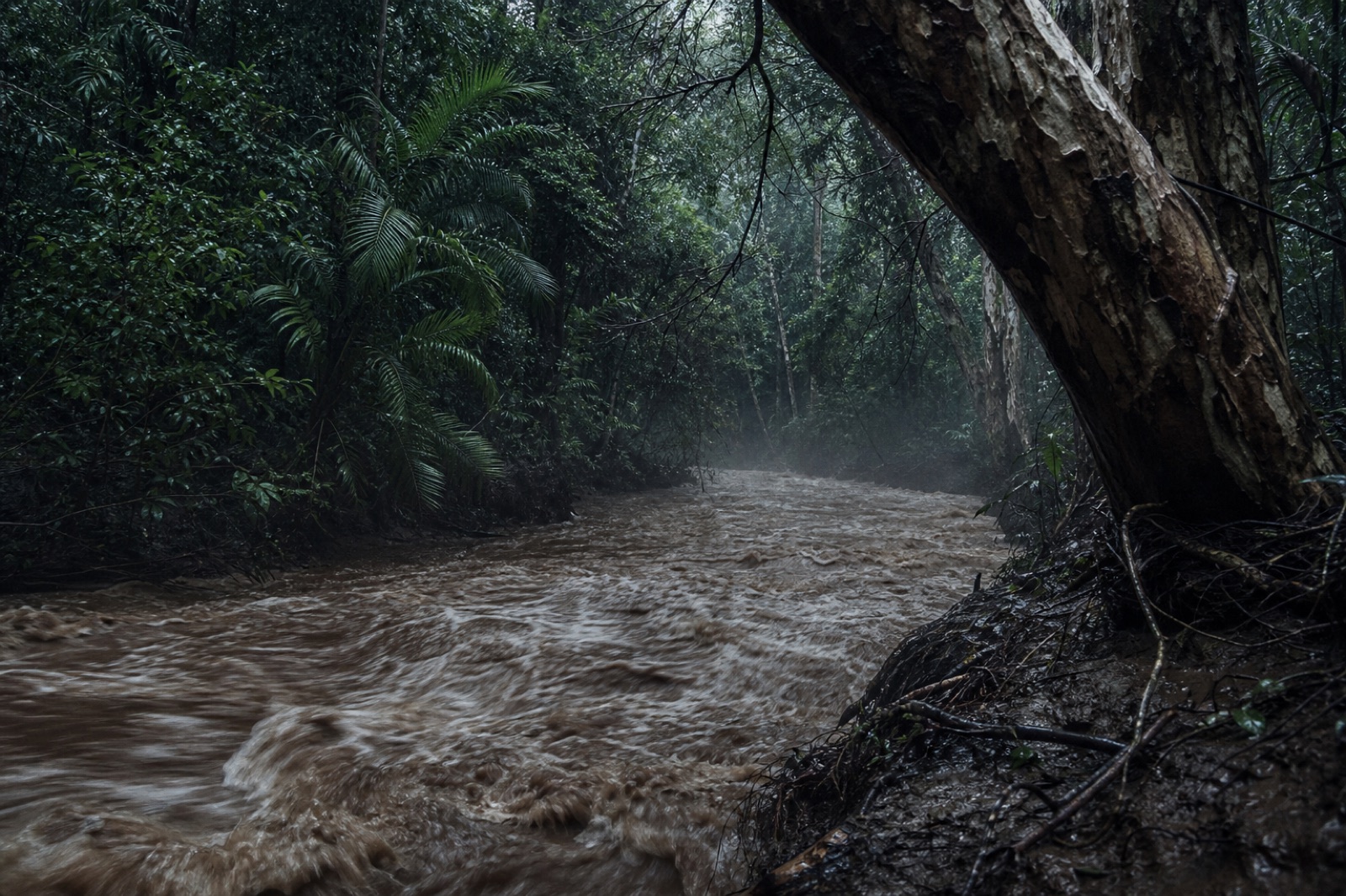 A swollen tropical creek in flood after heavy rain, brown water moving fast between rainforest banks