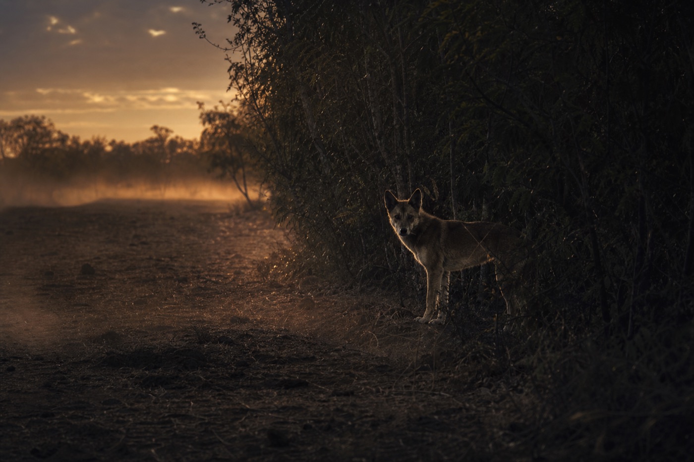 A lone dingo at dusk standing half in shadow at the edge of cleared pastoral land